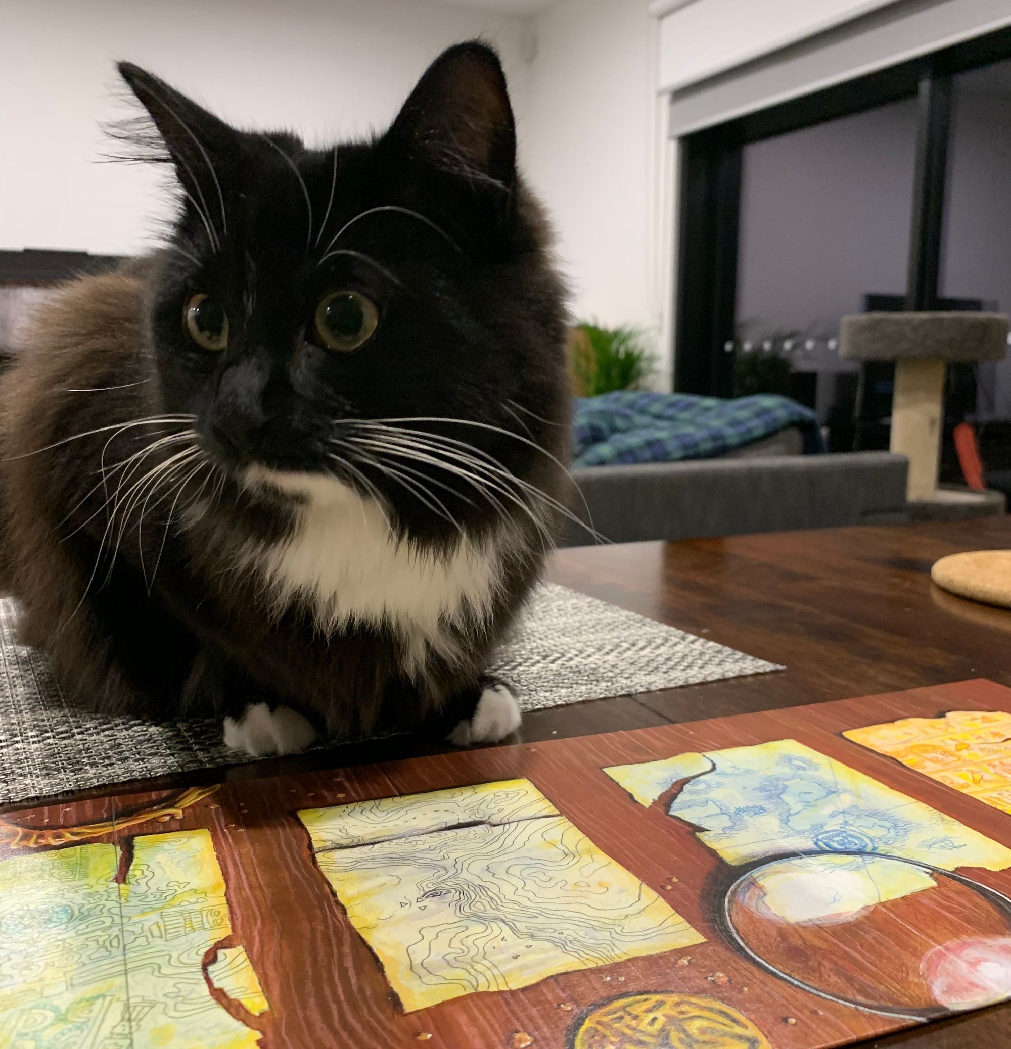 Photo of a black and white cat sitting on top of a Lost Cities board