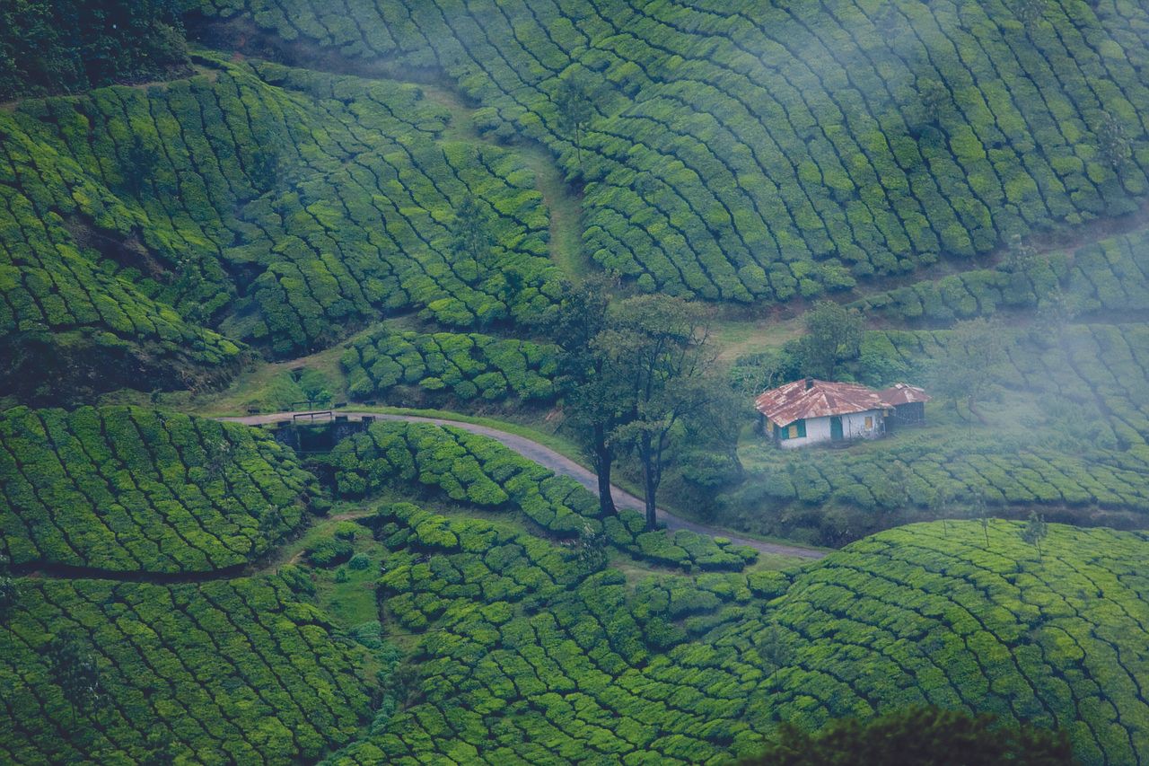 Rows and rows of green tea plants on a plantations in Munnar. In the middle right,a white house with red tin roof.